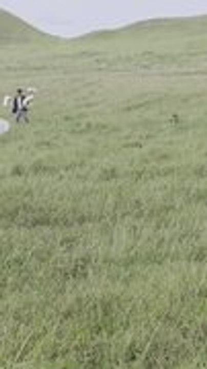 Pre-wedding Photoshoot Gets Photobombed by Charging Cow