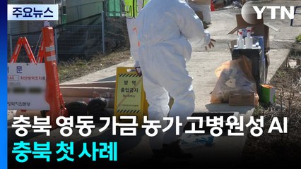 충북 영동 가금 농가 고병원성 AI...충북 첫 사례 / YTN
