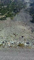 An American black bear runs down a deer 🦌 bears are fast 🔥