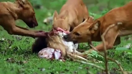 A pack of dholes, or Asiatic wild dogs, dismantles what’s left of a spotted deer kill 🔥