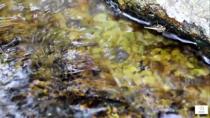 ⭐ “When to Seek a Second Opinion — A Simple Guide to Empower Seniors in Healthcare”