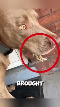 This clever dog surprises owner with a little creature ❤️ #dog