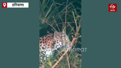 यमुनानगर में दिखा तेंदुआ, दहशत में लोग, रातभर ग्रामीणों ने दिया पहरा, आज रेस्क्यू ऑपरेशन