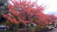 サクラの紅葉2025