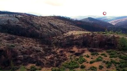 Bursa\'da 953 hektar kül oldu!