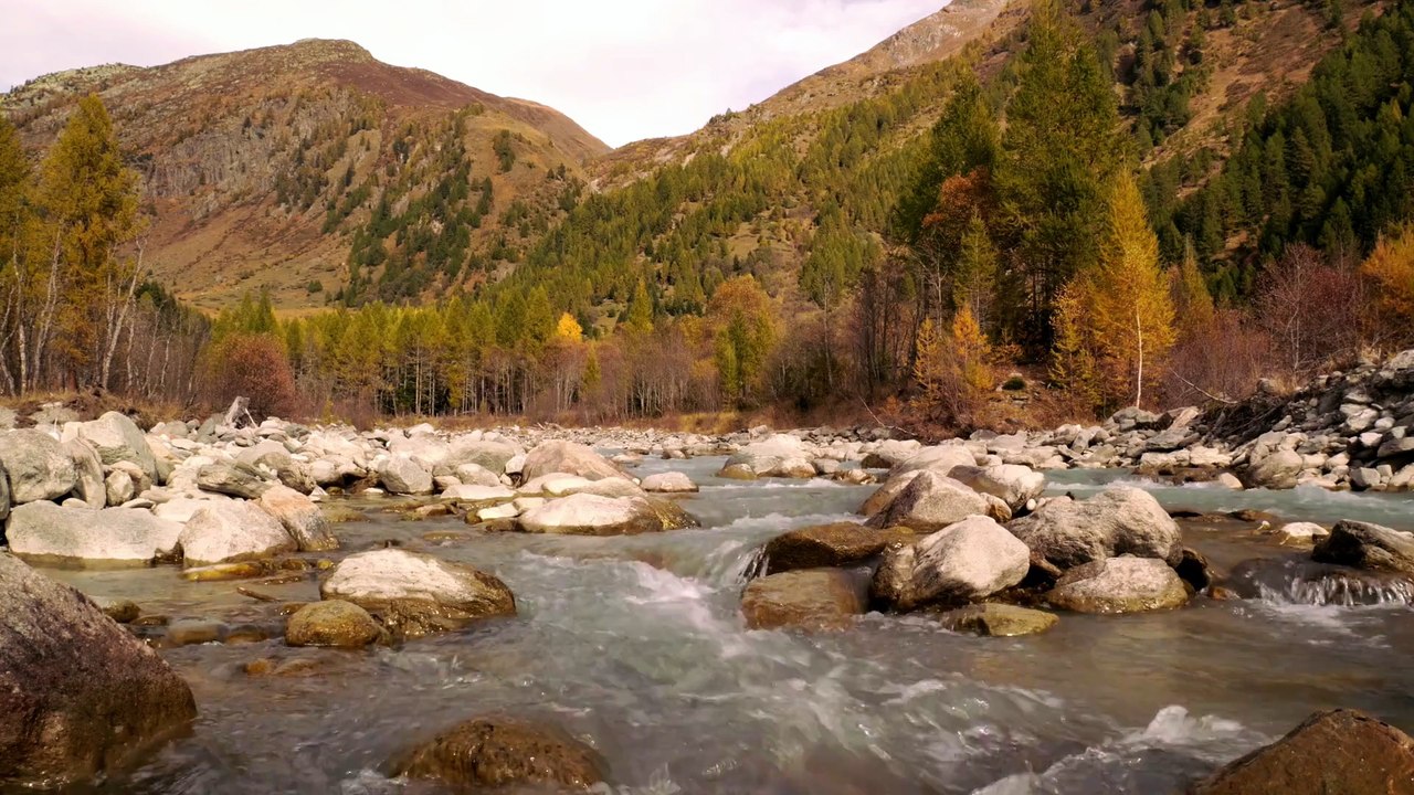 Méditation Forêt 🌿 | Musique Relaxante Violon & Piano | Calme, Anti-Stress, Sommeil