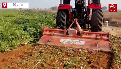 एचएयू हिसार से खरीदे गए मूली के सीड ने किसान को कराया 40 लाख का नुकसान, विश्वविद्यालय ने दी सफाई, बोले-"बीज गुणवत्तापूर्ण"