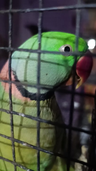 पहली बार तोता ने किया बात // The parrot spoke for the first time