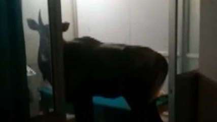 फिजियोथैरेपी सेंटर में अचानक घुसी नीलगाय, Video