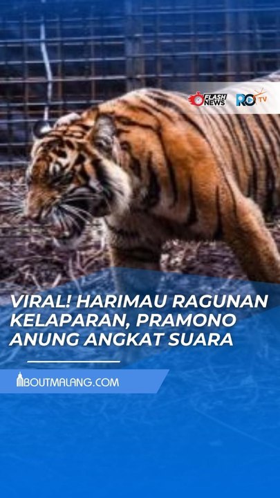 PRAMONO ANUNG BUKA SUARA SOAL ISU HARIMAU RAGUNAN KELAPARAN AKIBAT PAKAN DIAMBIL PETUGAS
