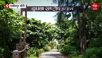 दुधवा टाइगर रिजर्व में पर्यटकों को हुआ टाइगर का दीदार, जिप्सी के सामने आए तीन बाघ