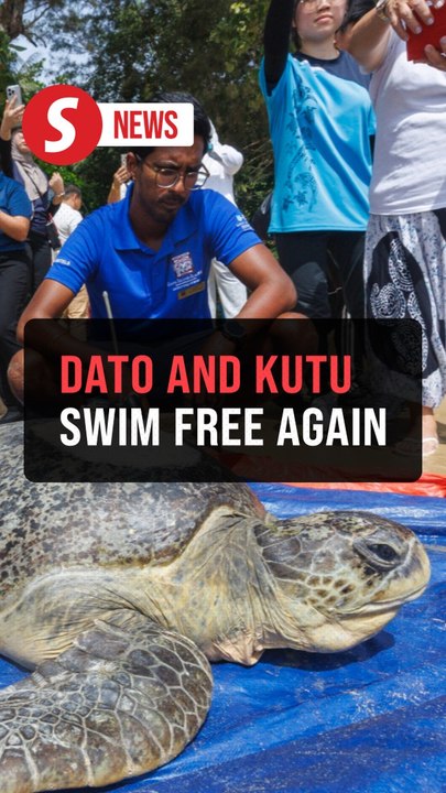 Rescued sea turtles Dato and Kutu return to the sea after rehabilitation