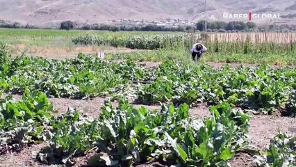 Çalışmalar Sivas'ta yürütülüyor! Dışa bağımlılığın azaltılması hedefleniyor