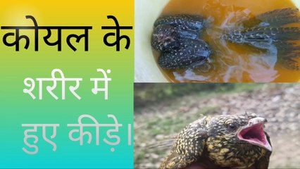 कोयल के शरीर में पाए गए कीड़े की मात्रा // The number of insects found in the body of the cuckoo