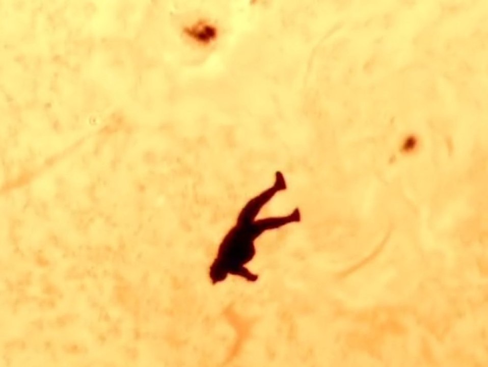 Fallschirmsprung vor der Sonne: Astrofotograf gelingt irre Aufnahme