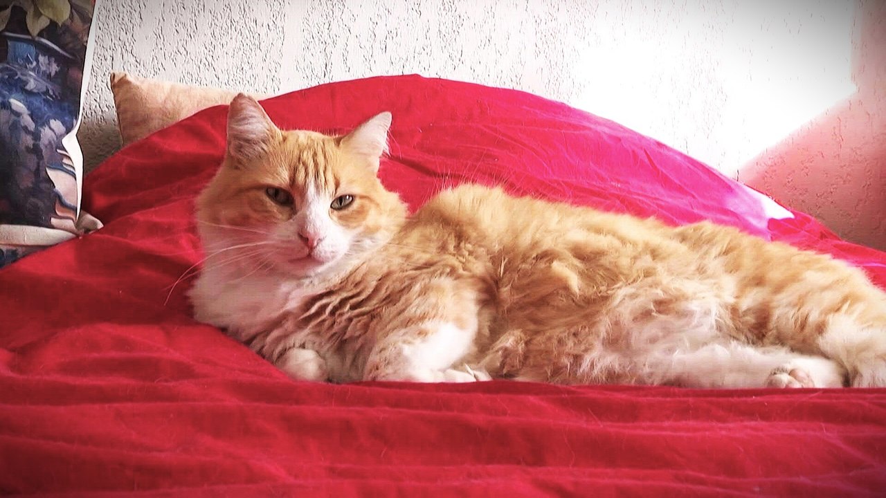 Gericht in Frankreich verurteilt Katze zum Drinnenbleiben