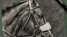 Dessin réaliste d’un cheval réalisé à la pierre noire #dessin #art #cheval