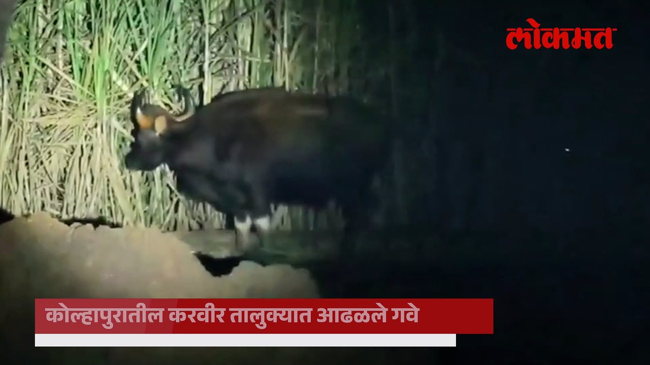 बिबट्या, कोल्ह्यानंतर कोल्हापुरात गवांची दहशत