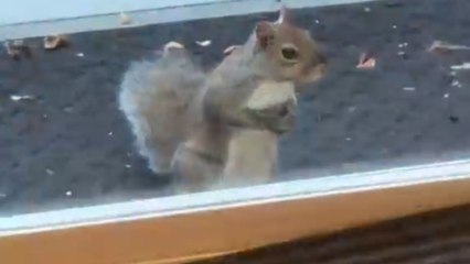 Adorable squirrel shows remarkable trust by relying on humans for his daily meal