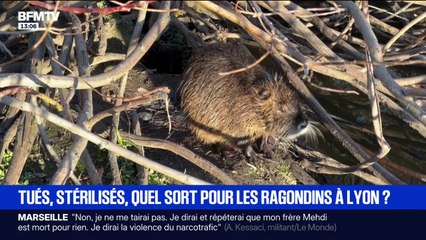 Tués ou stérilisés: que vont devenir les ragondins à Lyon?