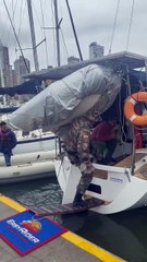 Tamanduá-mirim é resgatado após “rolezinho” surpresa em veleiro na Marina Itajaí