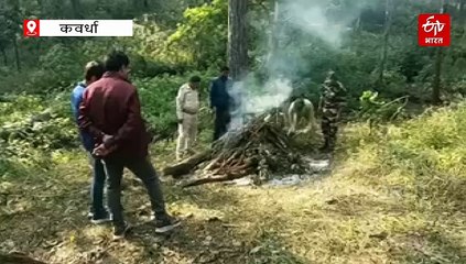 एक हफ्ते में 2 बायसन का शिकार, करंट बिछा रहे शिकारी, CCF पहुंची कवर्धा