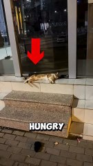 The hungry cat who thought it was alone, but a hero arrived ❤️ #cat