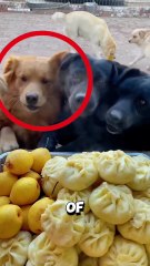 The well-mannered stray dogs who wait for their food ❤️ #dog