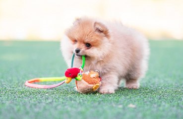 Some dogs might be autistic, scientists find