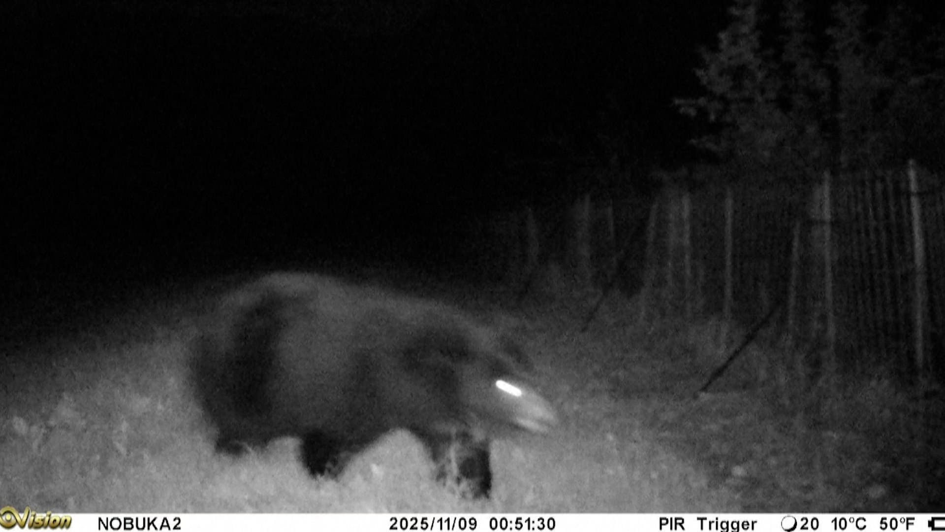 Jap�n se enfrenta a una crisis de seguridad sin precedentes debido al incremento de avistamientos y ataques del oso negro asi�tico. Este oto�o, los avistamientos de estos mam�feros se han multiplicado por ocho en comparaci�n con el a�o pasado en lugares como Hida, en el centro de la isla.