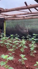 Polícia Civil descobre plantação de maconha em estufa e apreende 85 kg da droga em Abelardo Luz