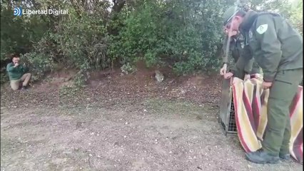 Andalucía confirma el hallazgo de una hembra adulta de lince ibérico en Cabra
