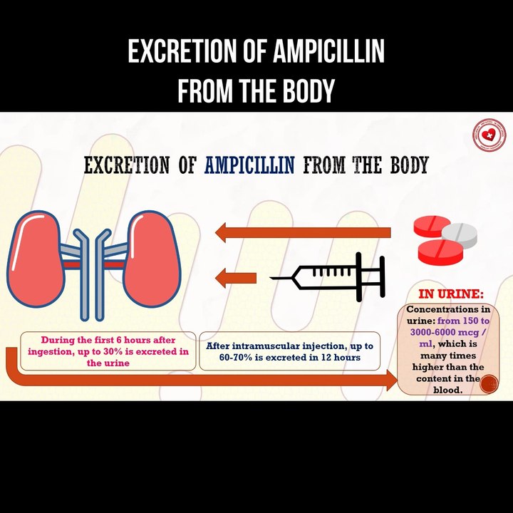 Excretion of ampicillin from the body