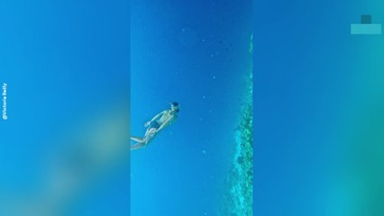 Snorkeler Bitten by Triggerfish in Surprise Underwater Ambush