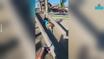 Adorable Puppy Plays on Kids Slide