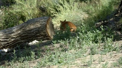 Exploring a New Habitat Can Be Fun and Tough Especially For This Endangered Species.mp4