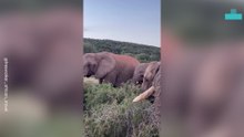 Elephants Coming to Say Hi and Try to Steal Camera