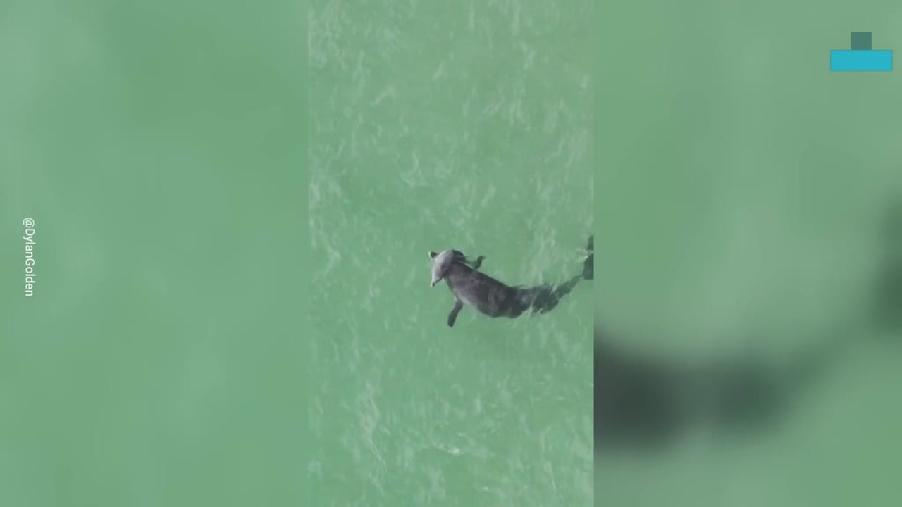 Dolphin Carries Her Deceased Calf With Her Pod