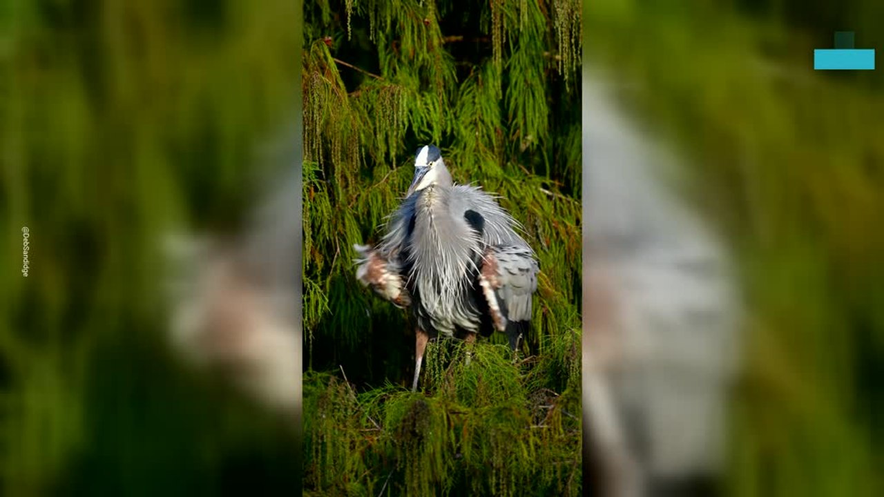 Dancing Blue Heron