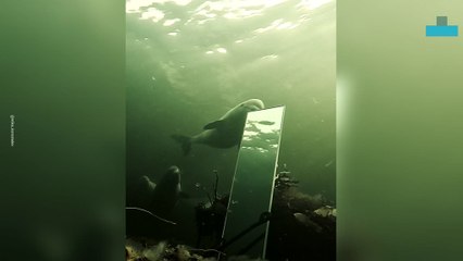 Beluga Whales Knock Down an Undewater Mirror