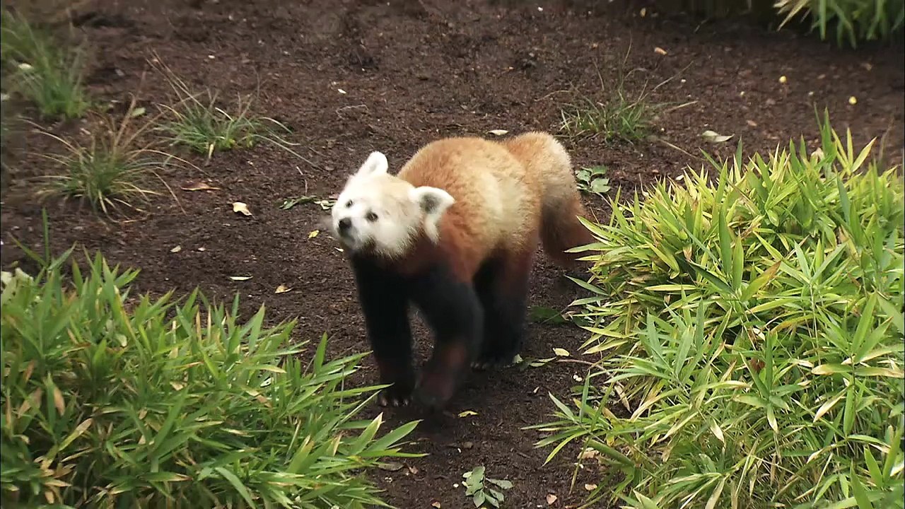 Meet the Incredible Animals of the San Diego Zoo’s Panda Trek.mp4