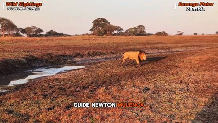 Lion ROARS Straight Into Safari Jeep — Tourist Frozen in Shock