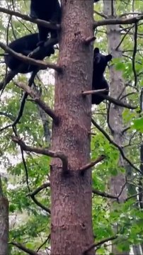Un arbre plein d'oursons... Adorable