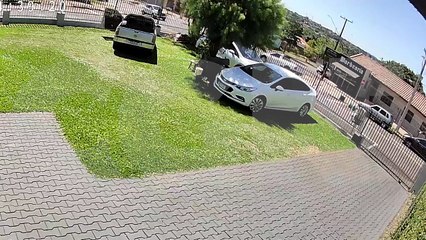 Cachorros se assustam com freada brusca e pancada em acidente de trânsito no Periolo