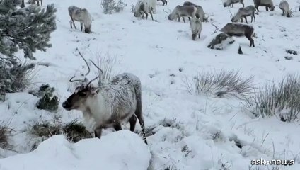 La Gran Bretagna alla sua prima ondata di freddo, renne al pascolo