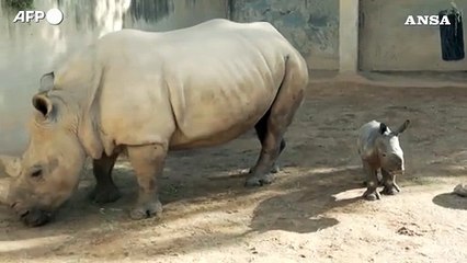 Valencia, un cucciolo di rinoceronte bianco meridionale e' nato in uno zoo