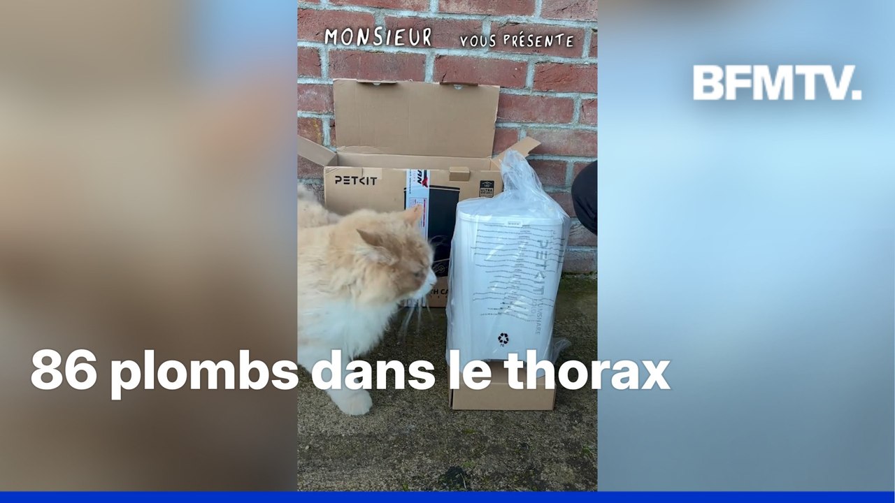Picardie: un chat retrouvé assassiné avec 86 plombs dans le thorax et la tête