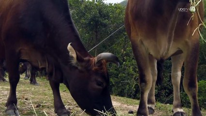 Detectan 5 casos de tuberculosis en ganado de Bahía de Banderas