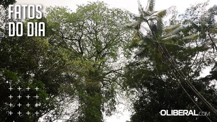 Samaumeira centenária encanta visitantes no Goeldi e reforça conexão com a Amazônia