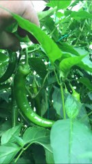 long pepper harvest